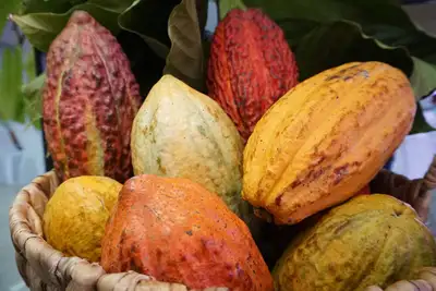 notícia: Cacauicultura no Pará ajuda recuperação de 165 mil hectares de áreas degradadas