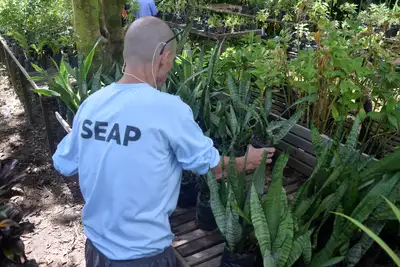 notícia: Produção agrícola fortalece qualificação profissional e reinserção social no sistema prisional do Pará