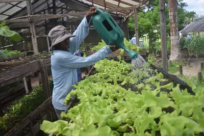 notícia: Produção agrícola fortalece qualificação profissional e reinserção social no sistema prisional do Pará