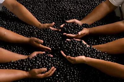 notícia: Codec avança na prospecção de investimento para o setor de açaí no Pará