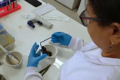 notícia: Pesquisadores do PCT Guamá fazem descobertas inéditas sobre o genoma e benefícios do açaí