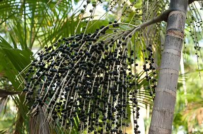 notícia: Codec amplia opções para instalação de indústria de açaí no Pará