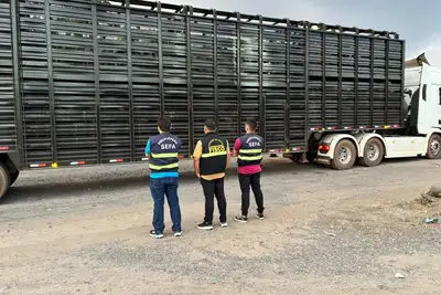 notícia: Sefa apreende 75 bovinos, lancha e carretinha 