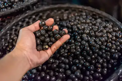notícia: Codec articula novos investimentos e orienta empresas da cadeia do açaí no Pará